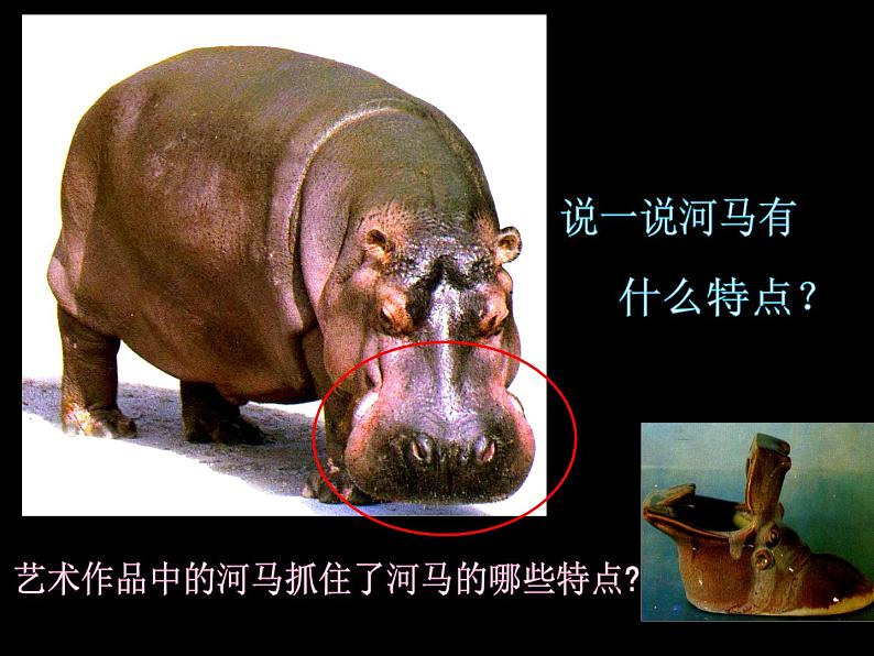 《我们的动物乐园》课件第4页