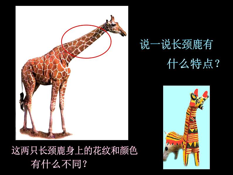 《我们的动物乐园》课件第6页