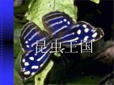 《昆蟲(chóng)王國(guó)》課件+素材
