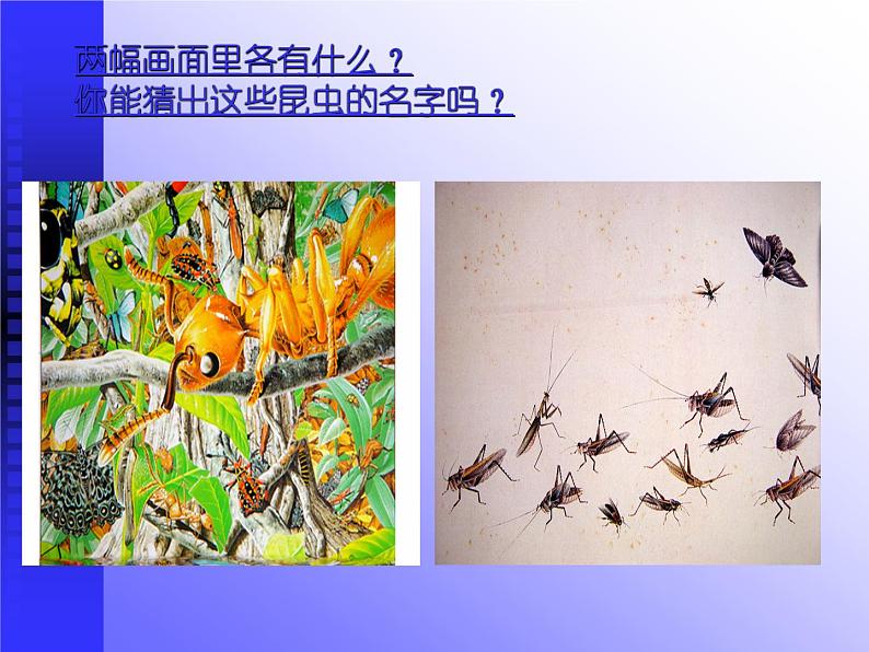 《昆虫王国》课件第2页