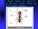 《昆虫王国》课件+素材