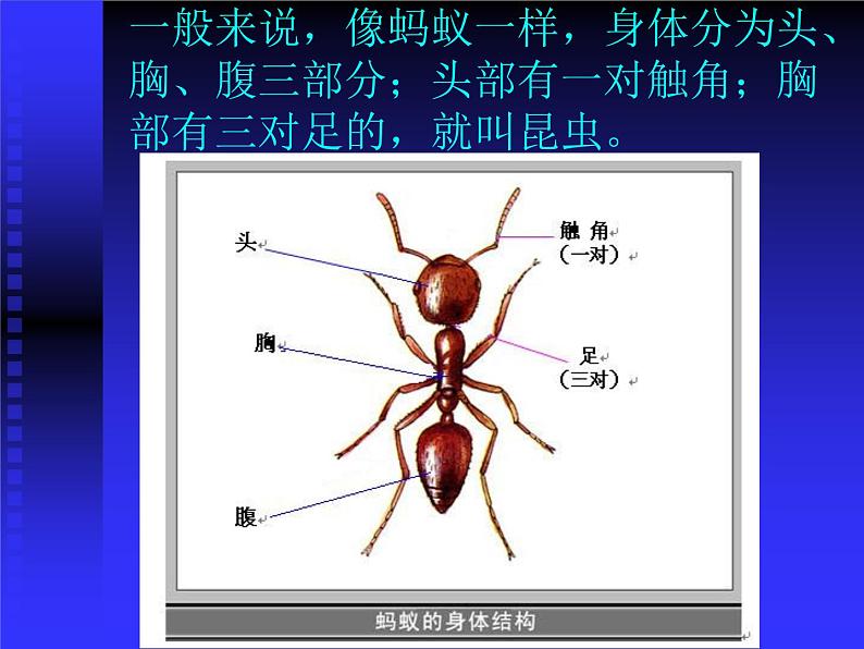 《昆虫王国》课件第3页