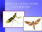 《昆蟲(chóng)王國(guó)》課件+素材