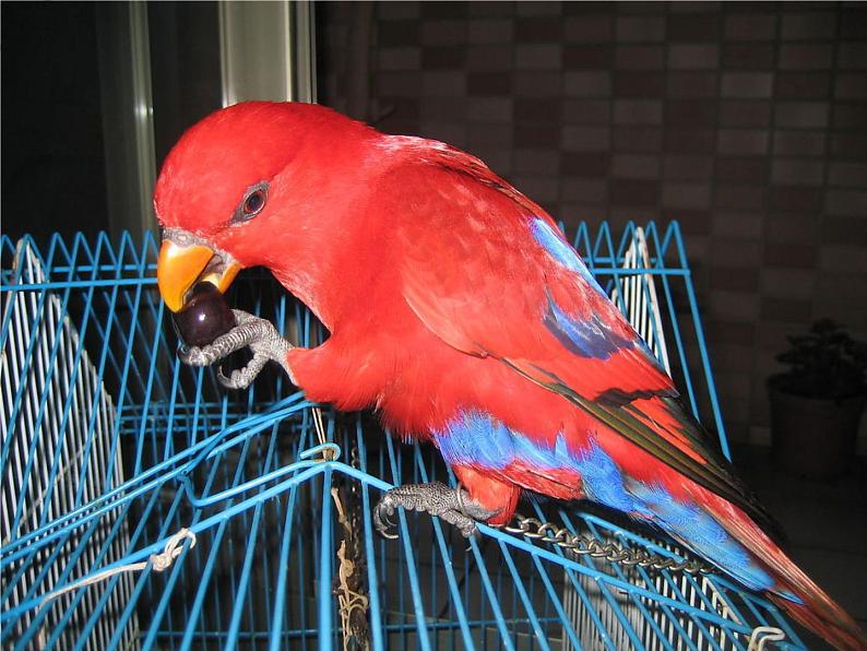 《快乐的小鸟》课件第4页