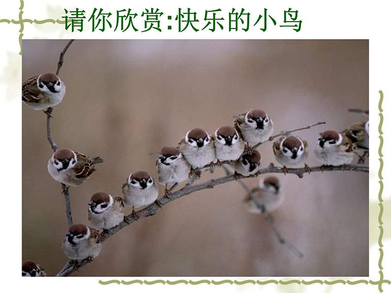 《快乐的小鸟》课件第6页