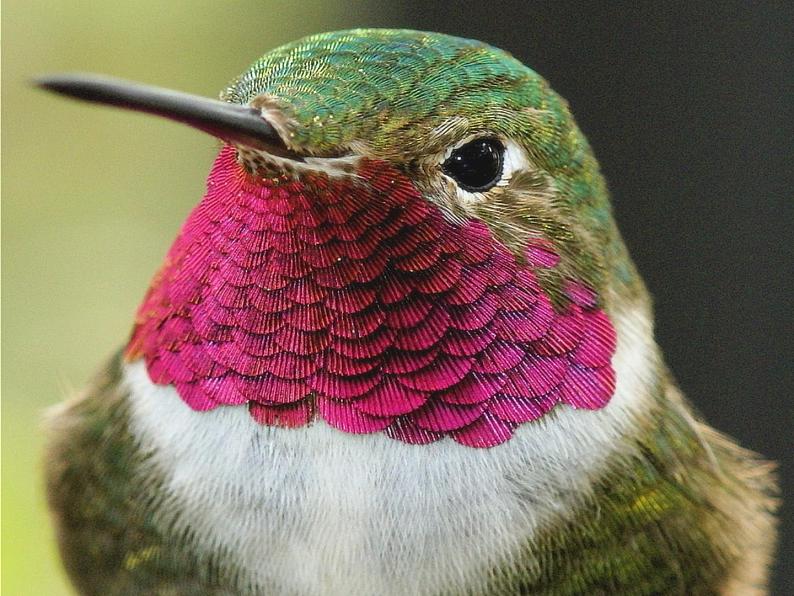 《快乐的小鸟》课件第7页