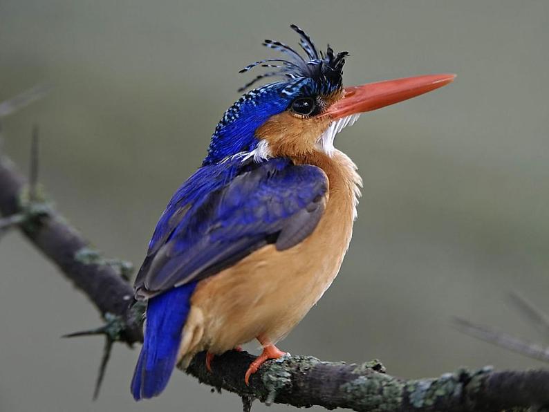 《快乐的小鸟》课件第8页
