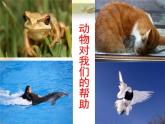 《我的动物朋友》课件