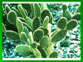 第十四課《奇特的熱帶植物》課件