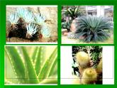 第十四課《奇特的熱帶植物》課件