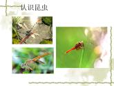 第七课《可爱的水墨昆虫》课件