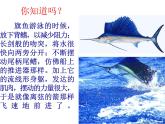 《魚兒的啟示》課件
