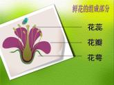 第5課《美麗的花園》課件