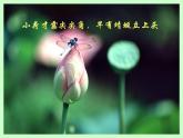 《美丽的荷塘》课件PPT