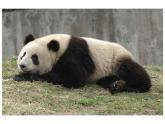 第9課《變照片為黑白畫(huà)》課件