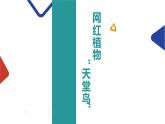 植物課件PPT