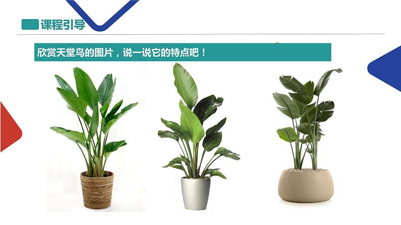 植物课件PPT07