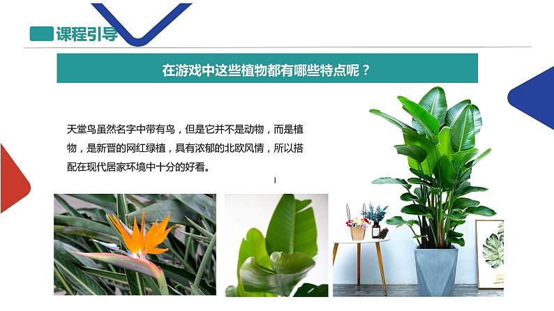 植物课件PPT08