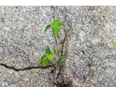 第20課 美麗的植物和動物（4）（課件）美術(shù)一年級上冊-人教版