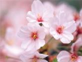 第20課 美麗的植物和動物（4）（課件）美術(shù)一年級上冊-人教版