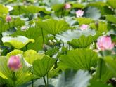 第20課 美麗的植物和動物（4）（課件）美術(shù)一年級上冊-人教版