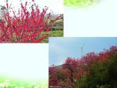 第1課 認(rèn)識(shí)美術(shù)工具（5）（課件）美術(shù)一年級(jí)上冊(cè)-人教版