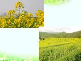 第1課 認(rèn)識(shí)美術(shù)工具（5）（課件）美術(shù)一年級(jí)上冊(cè)-人教版