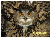 人教版小學(xué)二年級(jí)美術(shù)上冊(cè)《8.對(duì)印的圖形》課件
