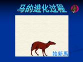 人教版小學(xué)二年級(jí)美術(shù)上冊《15.我和馬兒在一起》課件