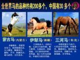 人教版小學(xué)二年級(jí)美術(shù)上冊《15.我和馬兒在一起》課件