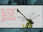 人教版小學(xué)二年級(jí)美術(shù)上冊(cè)《9.蜻蜓飛飛》課件