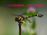 人教版小學(xué)二年級(jí)美術(shù)上冊(cè)《9.蜻蜓飛飛》課件