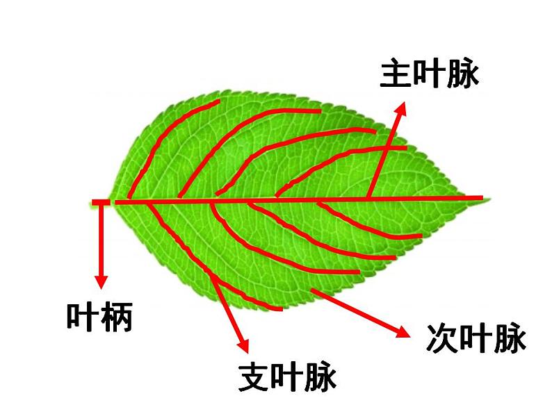 美术二年级上人教版 8叶子上的小血管 课件（24张）第7页