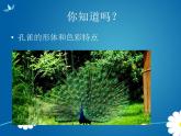 人教版二年級美術(shù)下冊《7.美麗孔雀》課件