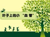 葉子上的小“血管”PPT課件免費下載