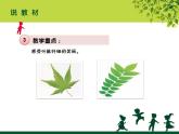 葉子上的小“血管”PPT課件免費下載