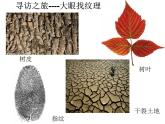 人教版小学三年级美术上册9天然的纹理 课件（10ppt）