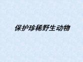 人教版小學(xué)三年級(jí)美術(shù)下冊(cè)《19.保護(hù)珍稀野生動(dòng)物》課件