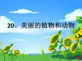 人教版一年級上冊美術(shù)20《美麗的植物和動物》（課件）（15張）