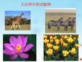 人教版一年級上冊美術(shù)20《美麗的植物和動物》（課件）（15張）