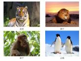 人教版小学一年级美术下册 14 可爱的动物（24张PPT）课件
