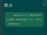 人教版小学一年级美术下册《8.瓢虫的花衣裳》课件