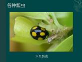 人教版小学一年级美术下册《8.瓢虫的花衣裳》课件