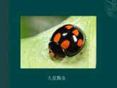 人教版小学一年级美术下册《8.瓢虫的花衣裳》课件