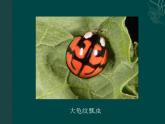 人教版小学一年级美术下册《8.瓢虫的花衣裳》课件