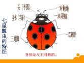 人教版小学一年级美术下册 8瓢虫的花衣裳 课件（22张）
