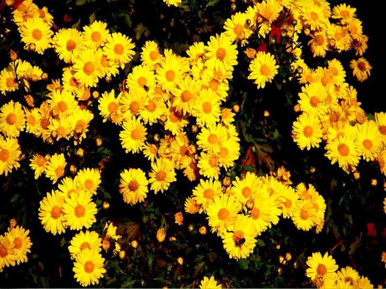 人教版 四年级下册 第1课美术聚聚散散 课件PPT第7页