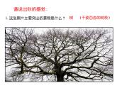 第6課 新發(fā)現(xiàn)（10）（課件）美術(shù)三年級上冊-湘美版