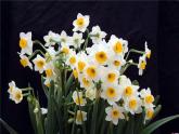 最新美術(shù)湘教版美術(shù)四下《花團(tuán)錦簇》PPT課件
