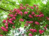 最新美術(shù)湘教版美術(shù)四下《花團(tuán)錦簇》PPT課件